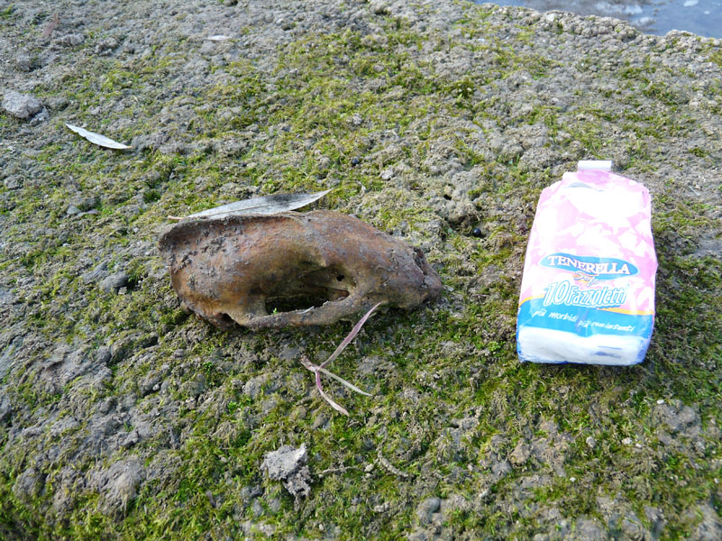 identificazione cranio. Tasso